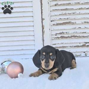 Rocket, Dachshund Puppy
